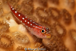 Special to Maldives. Also known as Maldives Triplefin. by Murat Dilici 